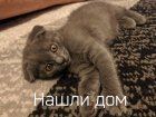 Чудесные котята с особенной внешностью ищут дом в Волгодонске 