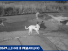 «Собаки разрывают котов»: в квартале В-Е обнаружена стая опасных собак