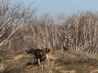Уникальное видео подружившихся оленя и лосихи сделали под Цимлянском