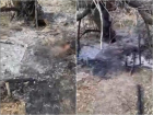 Живодеры заживо сожгли новорожденных щенков в домике на выезде из Волгодонска
