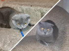 Привязанная к перилам в подъезде Волгодонска кошка наконец-то обрела дом
