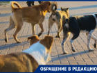 Стая агрессивных собак напала на волгодончанку в районе администрации