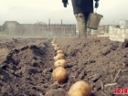 Картошка, посаженная в марте, попала под заморозки. Что делать?  