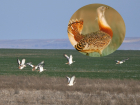 Почти вымершие птицы дрофы остались на зимовку на востоке Ростовской области