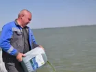 Более трех тонн водорослей для прожорливых рыб-камышеедов выпустили в пруд-охладитель Ростовской АЭС