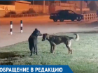 Жителей Волгодонска встревожило странное поведение бродячего пса