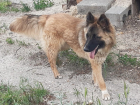 Спасенной от гибели в садоводстве собаке Фросе ищут дом в Волгодонске