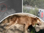 Перед смертью бились в конвульсиях: в Волгодонске массово потравили прикормленных бездомных собак