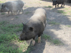 В Волгодонске почти исчезли свиньи 