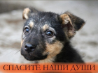 Зоозащитники потребуют от властей запретить отлов и отстрел бездомных животных в Волгодонске