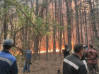Лесной пожар под Цимлянском возник после столкновения угнанной легковушки с корягой 