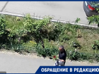 «Эпидемия вандализма»: клумбу на Ленина, 65 атакуют уже пятый раз за всё время