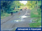 Свора из 20 бездомных собак терроризирует дачников в садоводстве «Мирный атом»