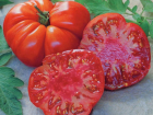 Ребристый гигант весом до двух килограммов – томат сорта Брутус