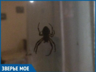 «Гадина размером с мобильный телефон»: волгодонцы обеспокоены появлением больших пауков в дачных кооперативах
