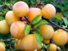 Слива абрикосовая – для суровых районов
