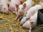 Африканская чума свиней добралась до Волгодонского района 
