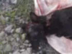 Засунул в мешок и проломил голову: в Волгодонске мужчина жестоко убил бездомного пса