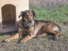 Спасенной собаке Найде с тяжелой судьбой ищут дом в Волгодонске