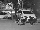 Стая собак в поисках кота оторвала решетку радиатора и разгромила машину в Волгодонске