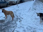 Десять бездомных собак было отловлено в Волгодонске в январе