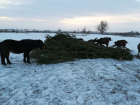 Около 1000 новогодних деревьев отдали волгодонцы на лакомство лошадям 