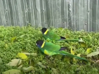 Пару замерзающих зеленых попугаев обнаружили на улице в Волгодонске