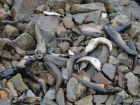 В Цимлянском водохранилище рыба массово выбрасывается на берег