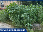 Возле детской инфекционной больницы пышно цветет амброзия