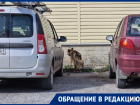 После кормления «зоозащитниками» бездомная собака сразу атаковала «беззащитного» дедушку 