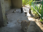 В Волгодонске неизвестные устроили массовое убийство кошек