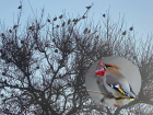 Огромная стая кочующих свиристелей с хохолками прилетела в Волгодонск 