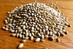 Эксперты рассказали, как правильно хранить семена для будущего урожая