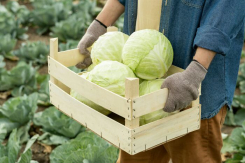 Как сохранить урожай капусты: простые секреты от гнили и увядания