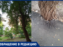«Нас терроризируют клопы, а корни разрушают фундамент»:  жители дома на Степной потребовали вырубить вязы