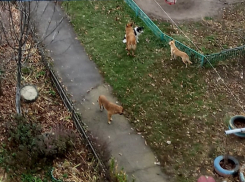 Огромная рыжая собака напала на женщину и держит в страхе ЮЗР