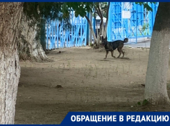 Бездомная собака поселилась в детском саду «Родничок» в Волгодонске: родители бьют тревогу