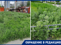 «Рай для аллергиков»: волгодонцы просят скосить амброзию в новой части Волгодонска 