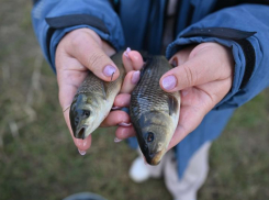 В Цимлянском море стало почти на миллион больше  мальков сазанов и белого амура 