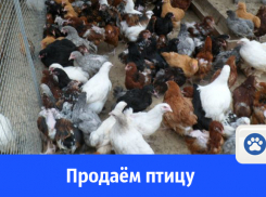 В Волгодонске продают птицу 