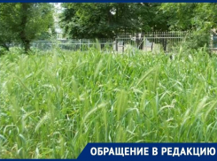 «Каждый день после прогулки я снимаю клещей со своей собаки»: волгодончанка
