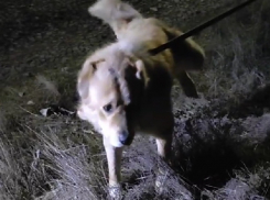 Волонтеры спасли привязанного к дереву и брошенного умирать алабая в лесу под Волгодонском