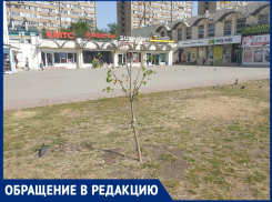 «Липы умирают на глазах»: на торговой площади из-за отсутствия полива гибнут деревья 