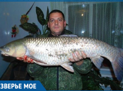 15-килограммового белого амура вытащил из Цимлы рыбак