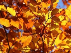 Сентябрь в Волгодонске будет теплым