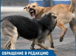 Жители Волгодонска готовы устроить самосуд ради борьбы с безнадзорными животными