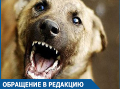 Символ года сорвался с цепи: Волгодонцы возмущены действиями заводчиков собак и «ужасными стаями»