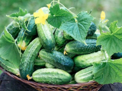 Почему огурец нагнал ботвы и цветов, а зеленцов нет