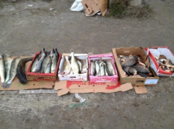 Новогоднюю партию сомнительных рыбы и мяса сняли с прилавков ветеринары Волгодонска