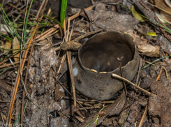 Поляну устрашающих ведьминых грибов из фильмов ужасов обнаружили на окраине Волгодонска 